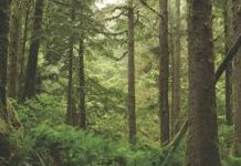 വനഭൂമി പട്ടയത്തിനുള്ള സംയുക്ത പരിശോധന ഞായറാഴ്ച തുടങ്ങും